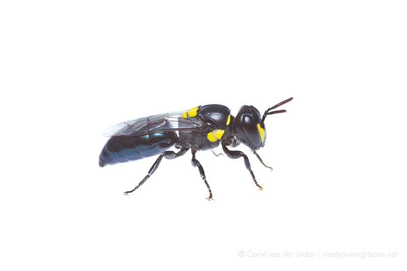 <!--Hylaeus (Euprosopoides) ruficeps kalamundae-->